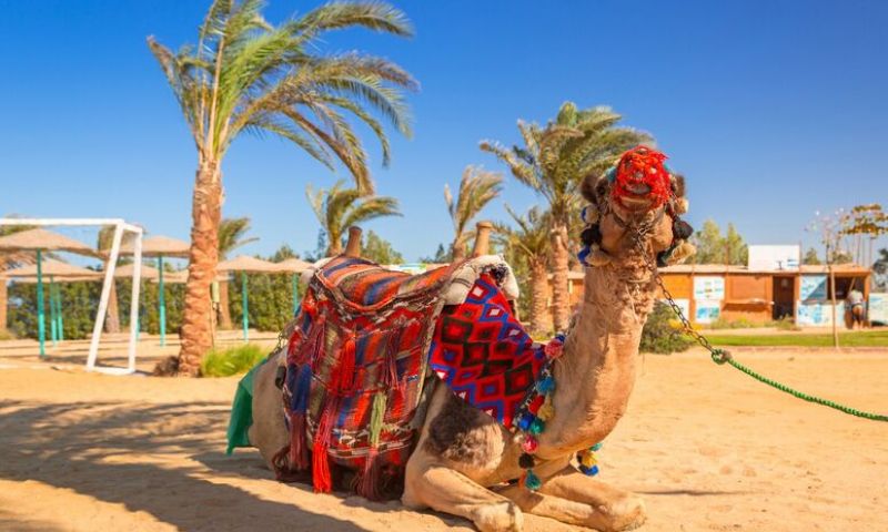 Baştanbaşa Gizemli Mısır Turu - Pegasus HY ile 7Gece - Sharm El Sheikh Çıkışlı Tur Programı